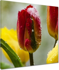 Vászonkép 60x60 Tulipánok Virágok