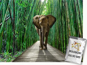 Fotótapéta Flizelina Természet Erdő Bambusz Elefánt Ösvény Séta 250x175 ragasztó