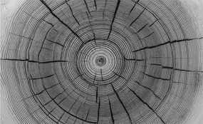 Divatos Flizelin tapéta 3D ragasztóval Fali Erdei harmónia 416x254 Ragasztó