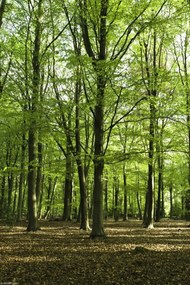 Poszter 20x30cm Tavaszi erdő