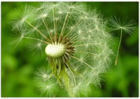 Poszterek 100x70 Pitypang Virág Virágok