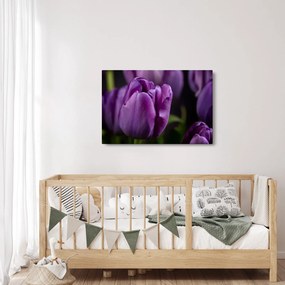 Tulipán vírág képe (90x60 cm)