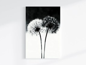 Vászonkép Canvas Grafika Modern Virágok Pitypang Fekete Fehér 80x120