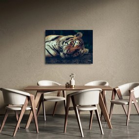 Kép - Szibériai tigris (üvegen) (70x50 cm)