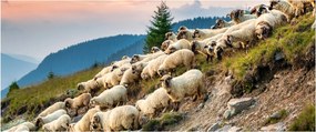 Kép - Egy nyáj birka (120x50 cm)