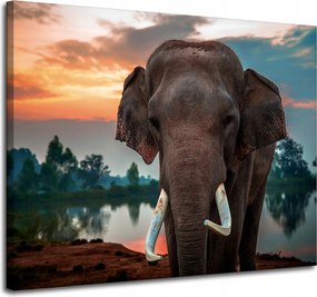 Vászonkép Gyönyörű Ég Elefánt Természet 100x80 cm Ideális ajándék