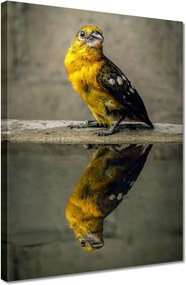 Vászonkép 30x40 Tükröződés a vízben Madárka