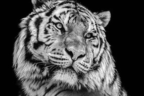 Művészeti fotózás Powerful high contrast black and white tiger face, Kagenmi, (40 x 26.7 cm)