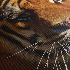 Tigris képe (150x105 cm)