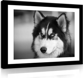VĂĄszonkĂ©p 60x40 Husky kutya portrĂ© fekete-fehĂ©r ĂĄllat szĆrme tekintet