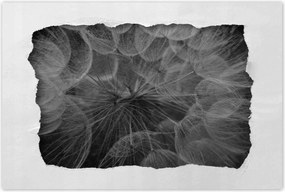 Poszterek 120x80 Pitypang Virág Virágok