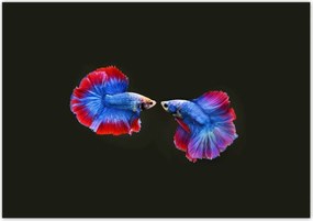 Poszterek 100x70 Színes két harcos