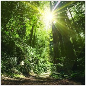 Poszterek 100x100 Varázslatos erdő Tájkép