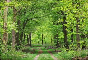 Flizelin tapéta Flizelin Fali Prémium Erdei ösvény 152x104 Ragasztó