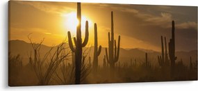 Kép - Saguaro kaktuszok (120x50 cm)