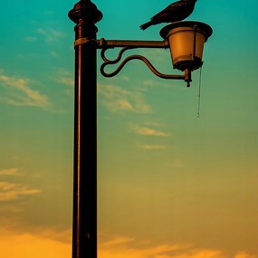 Poszter 30x30cm Nyugat a Lámpásban