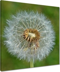 Vászonkép 50x50 Pitypang Virág Virágok