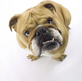 Poszter 40x50cm Brit bulldog fehér alapon 2, Assaf Frank