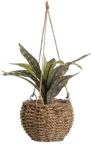 Műnövény (magasság 25 cm) – Casa Selección