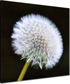 Vászonkép 80x80 Pitypang Virág Virágok