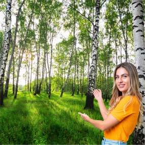 3D fotótapéta Nappali Hálószoba Nyírfa erdő fák 588x280 BLD03F