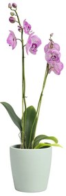Kerámia virágcserép ø 14 cm Thalia – Artevasi