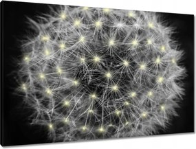 Vászonkép 90x60 Pitypang Virág Virágok