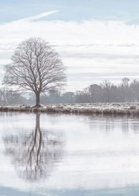 Poszter 42x59,4cm Fa tükröződése a tóban, Assaf Frank