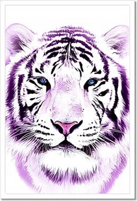 Poszterek keretben 40x60 Finom grafika Tigris fehér alapon Tigris
