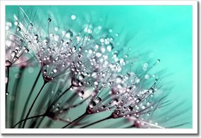 Poszterek keretben 60x40 Harmatcseppek Pitypang