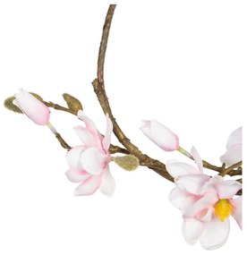 Koszorú Magnolia – Ixia