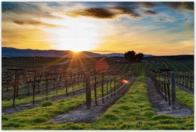 Poszterek 120x80 Szőlőbirtok Tájkép