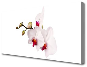Vászonkép falra Orchidea virágok Természet 140x70 cm