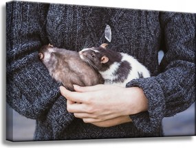 Vászonkép Állatok Rágcsálók 60x40 cm