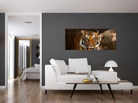 Tigris képe (120x50 cm)