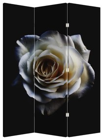 Paraván -  Fehér rózsa (126x170 cm)