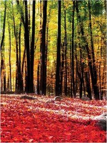 Fotótapéta erdő fák levelek fotótapéta 184 x 254