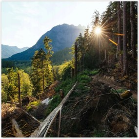Poszterek 140x140 Hegyek Napfény Erdő Ösvény