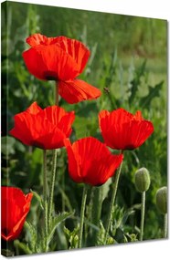 Vászonkép 30x40 Pipacs Virágok