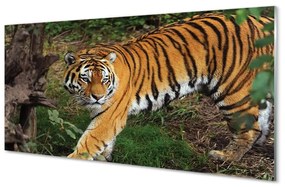 Üvegképek tiger woods 125x50 cm