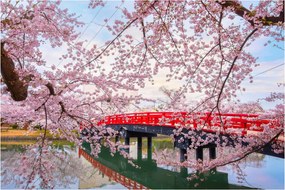 Kép - Hirosaki, Japán (90x60 cm)
