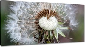 Vászonkép 115x55 Pitypang Virág Virágok