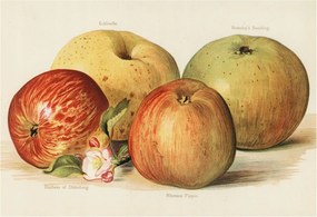 Flizelin tapéta Divatos 3D fali ragasztó Alma virágok 152x104 ragasztó