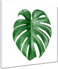Vászonkép 30x30 Monstera Lyukas levél