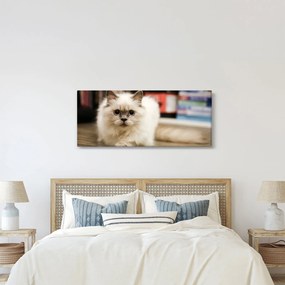 Fehér macska képe (120x50 cm)