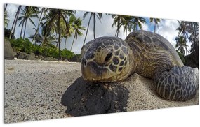 A teknős képe (120x50 cm)