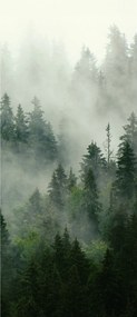 Fotótapéta Ködös erdő Perspektíva Rejtélyes fenyő idill 91x211 +ragasztó