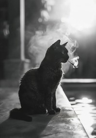 Poszter 68x98cm Macskaszünet