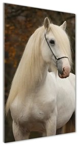 Üvegkép Fehér ló osv-20279247