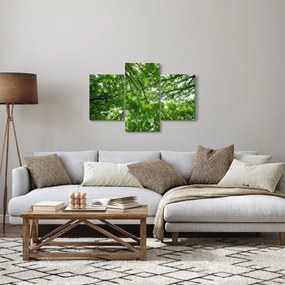 Kép - Kilátás a fák tetejére (90x60 cm)